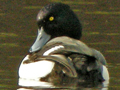 Tufted Duck x Greater Scaup hybrid